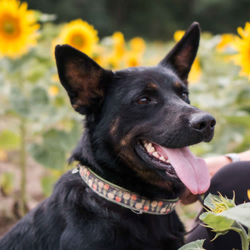 Psy ze schroniska do adopcji Net