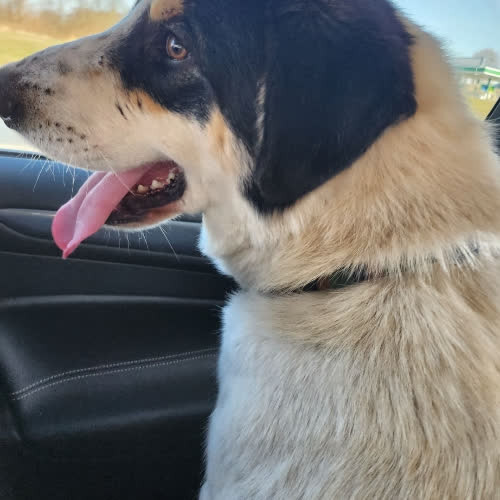 Psy ze schroniska do adopcji Lakuś