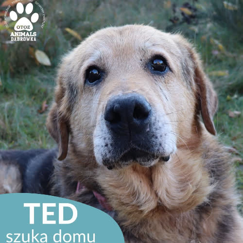 Ted