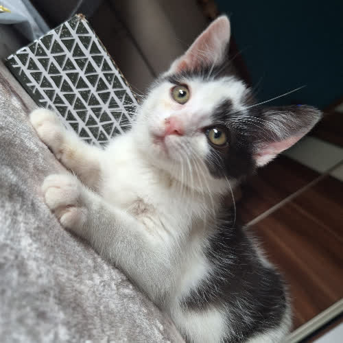 Koty ze schroniska do adopcji Kajtek