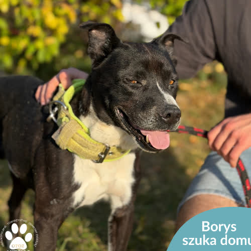 Psy ze schroniska do adopcji Borys
