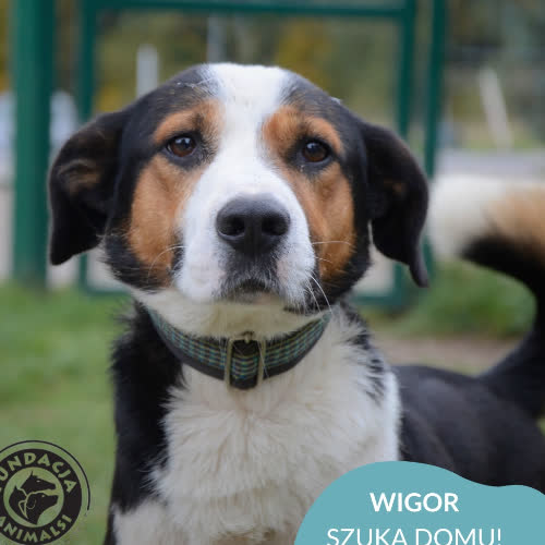 Psy ze schroniska do adopcji WIGOR