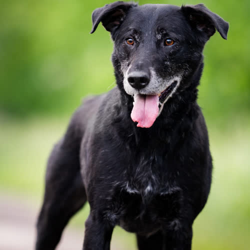 Psy ze schroniska do adopcji Opi 35