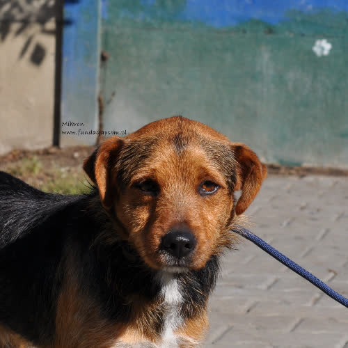 Psy ze schroniska do adopcji Mikron
