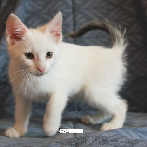 Koty ze schroniska do adopcji Kaszmirka