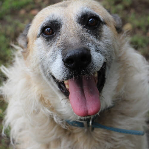 Psy ze schroniska do adopcji Tofik 