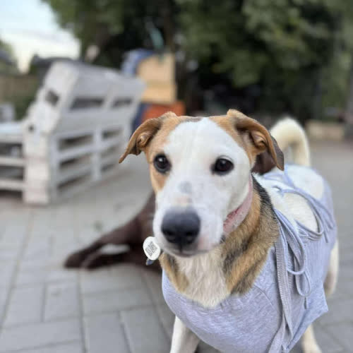 Psy ze schroniska do adopcji Perełka