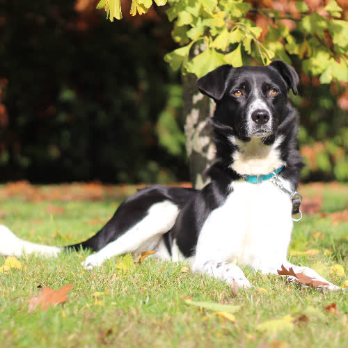 Psy ze schroniska do adopcji Wafel 