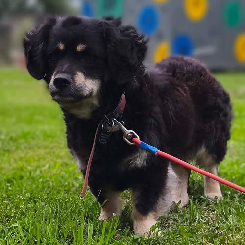 Psy ze schroniska do adopcji Sadie
