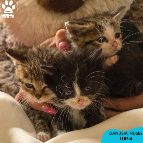 Danusia,Nusia, oraz Luisia 