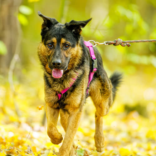 Psy ze schroniska do adopcji Zeus