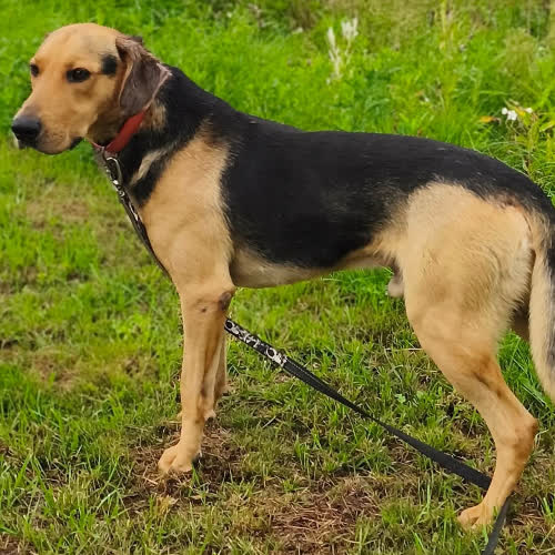 Psy ze schroniska do adopcji Roki