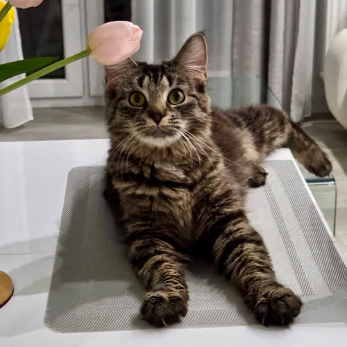 Koty ze schroniska do adopcji Dafi