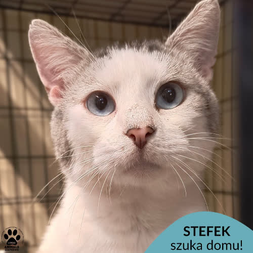 Stefek