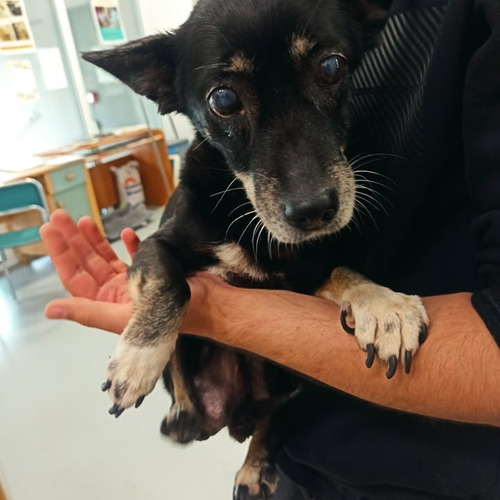 Fela - odebrana przez wł