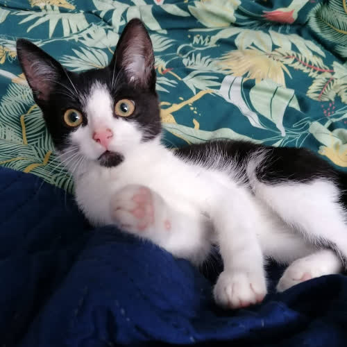 Koty ze schroniska do adopcji Joszko 