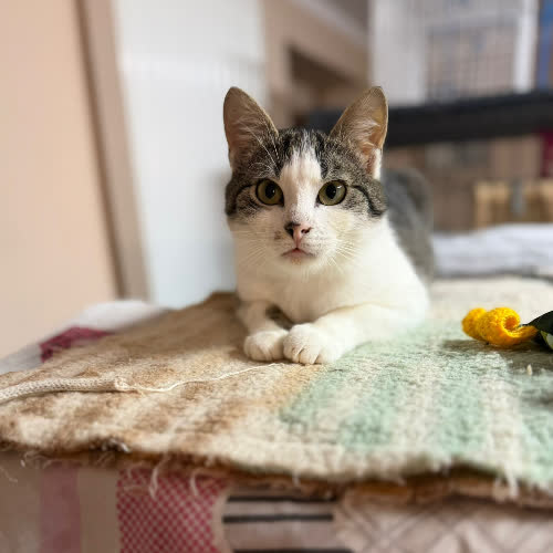 Koty ze schroniska do adopcji Kminek