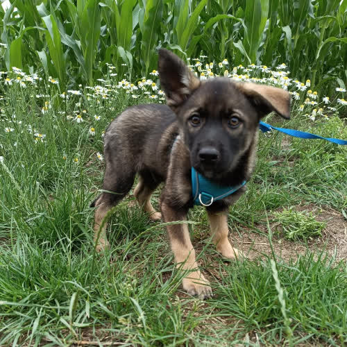 Psy ze schroniska do adopcji Bakardi