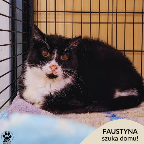 Koty ze schroniska do adopcji Faustyna