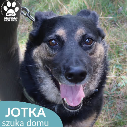 Jotka
