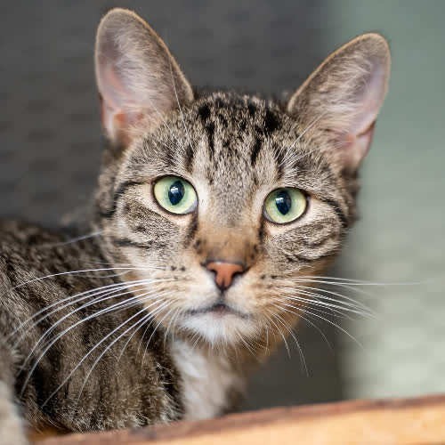 Koty ze schroniska do adopcji Tymon