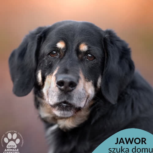 Jawor