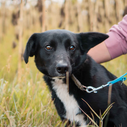 Psy ze schroniska do adopcji Dżodżo