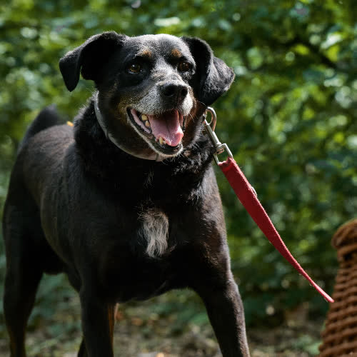 Psy ze schroniska do adopcji Bruti 