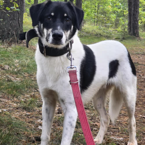 Psy ze schroniska do adopcji Dante