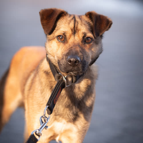 Psy ze schroniska do adopcji KORALIK