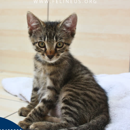 Koty ze schroniska do adopcji Mleczyk