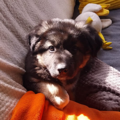 Psy ze schroniska do adopcji Czarek