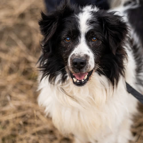 Psy ze schroniska do adopcji Łatek