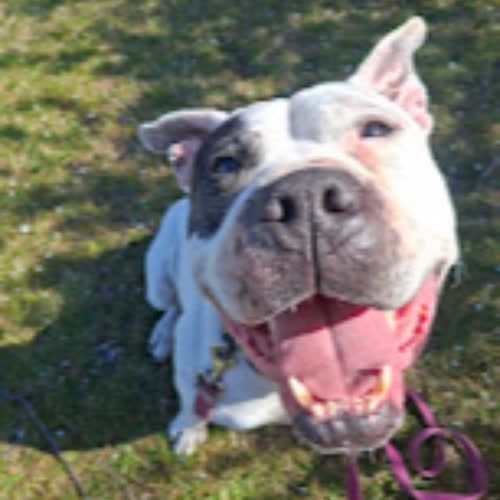 Psy ze schroniska do adopcji Gustaw