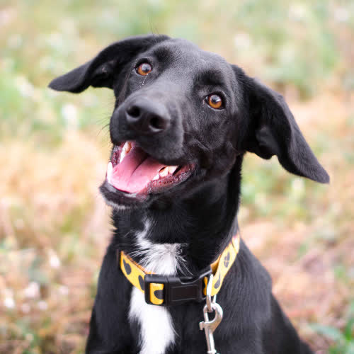 Psy ze schroniska do adopcji Kamala