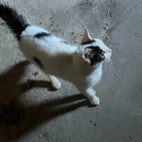 Koty ze schroniska do adopcji Kotka pilne 