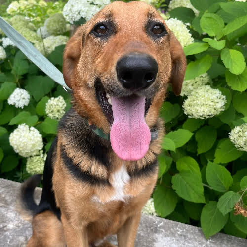 Psy ze schroniska do adopcji Major 