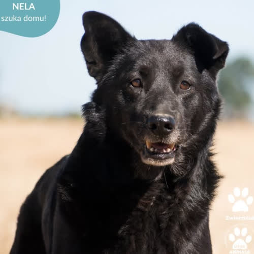 Psy ze schroniska do adopcji NELA