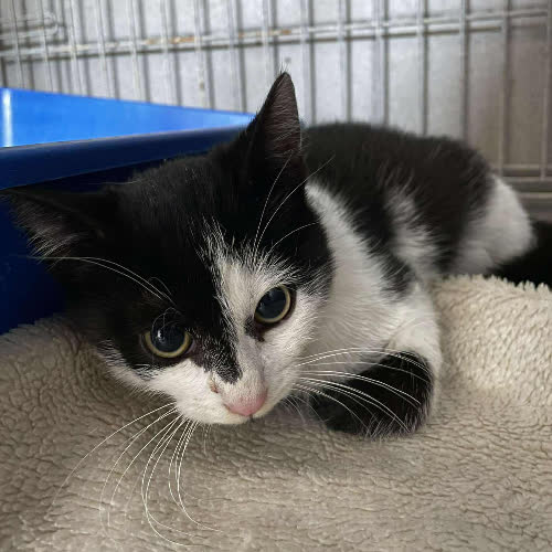 Koty ze schroniska do adopcji Akiko