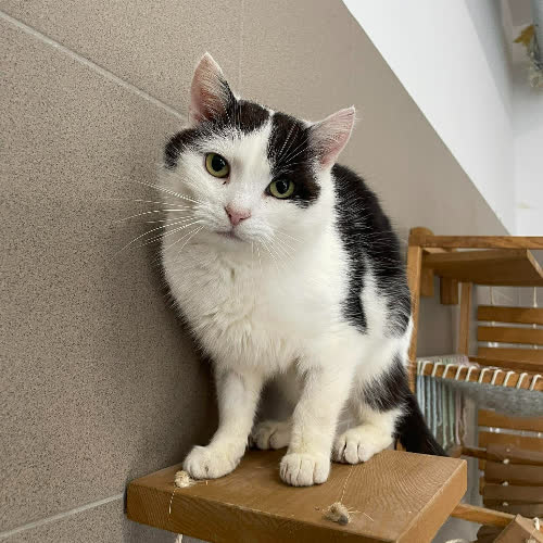 Koty ze schroniska do adopcji Maurycy(B8)