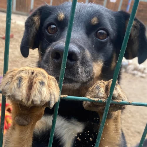 Psy ze schroniska do adopcji Niko