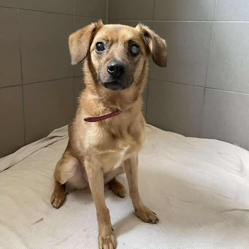 Psy ze schroniska do adopcji Jack