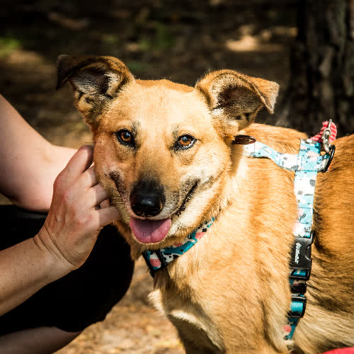 Psy ze schroniska do adopcji Abi