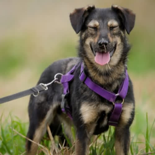 Psy ze schroniska do adopcji Molly