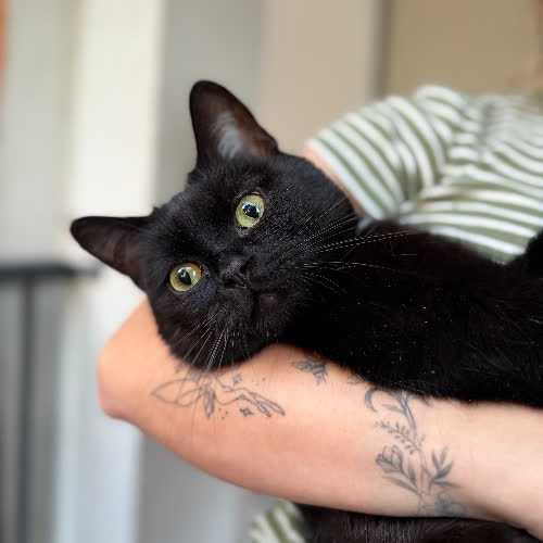 Koty ze schroniska do adopcji Goździk 