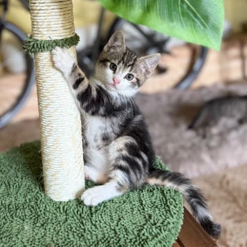 Ightorn, Kevin i Toudi 