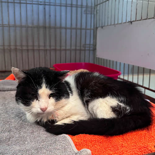Koty ze schroniska do adopcji B100