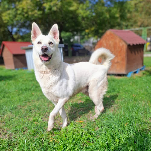 Psy ze schroniska do adopcji Nuka