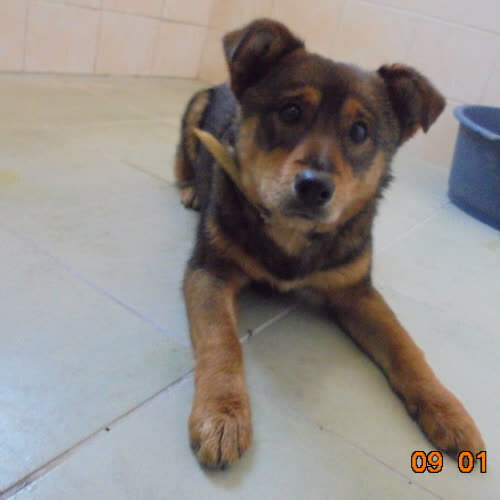 Psy ze schroniska do adopcji Lori