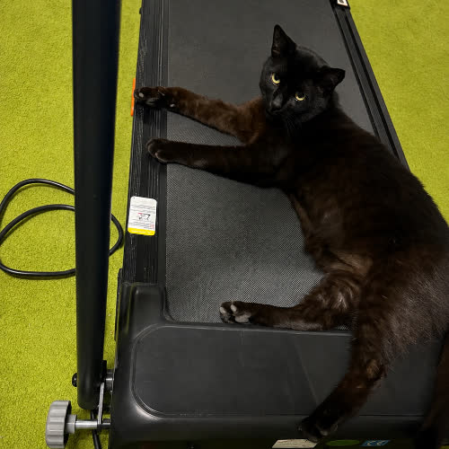 Czaruś 11 kg